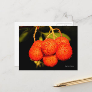 Cartão Postal Fruto Maduro da Árvore de Morango Arbutus Unedo