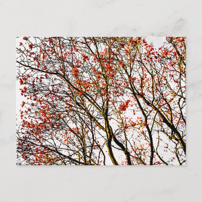 Cartão Postal Frutos de rowan vermelho ou bagas de cinza (Frente)