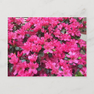 Cartão Postal fuchsia azaleas rhododendron