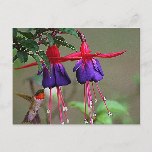 Cartão Postal Fuchsia e Hummingbird (Frente)