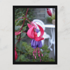 Cartão Postal Fuchsia em Ambleside [Cartão postal]