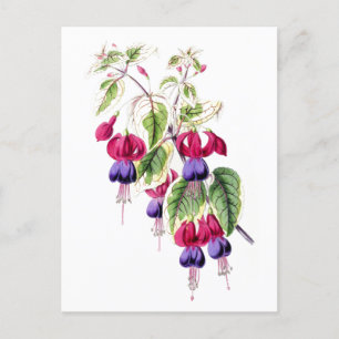 Cartão Postal Fuchsia Flores Vintage Cartão-postal Botânico