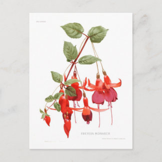 Cartão Postal Fuchsia "Monarch"