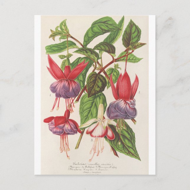 Cartão Postal Fuchsia (Nouvelles Varietes de) por Charles Lemair (Frente)