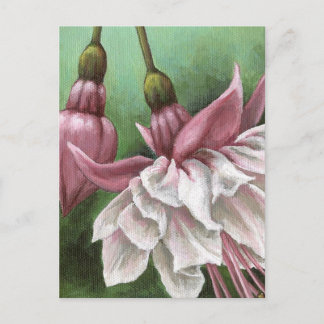 Cartão Postal Fuchsias