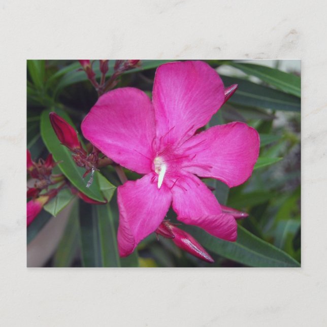 Cartão Postal Fucshia Oleander Photo (Frente)