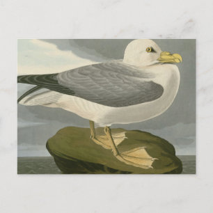 Cartão Postal Fulmar Petrel