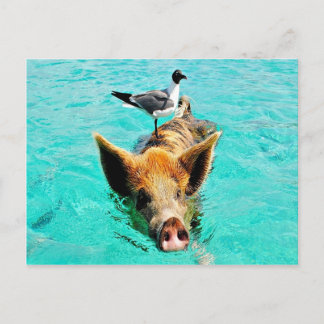 Cartão Postal Fun together  staniel cay swimming pig seagull fis