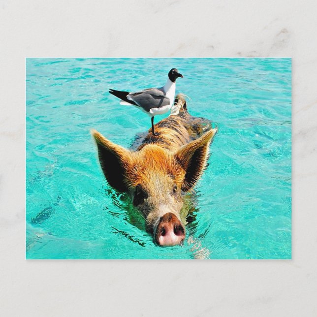 Cartão Postal Fun together  staniel cay swimming pig seagull fis (Frente)