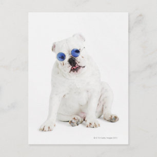 Cartão Postal fundo branco, buldogue branco, cor azul