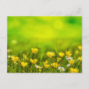 Cartão Postal Fundo das Flores de Mola