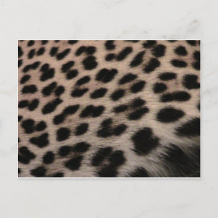 Cartão Postal Fundo de Impressão Leopardo