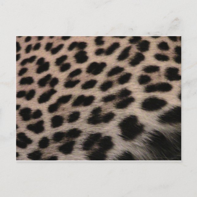 Cartão Postal Fundo de Impressão Leopardo (Frente)