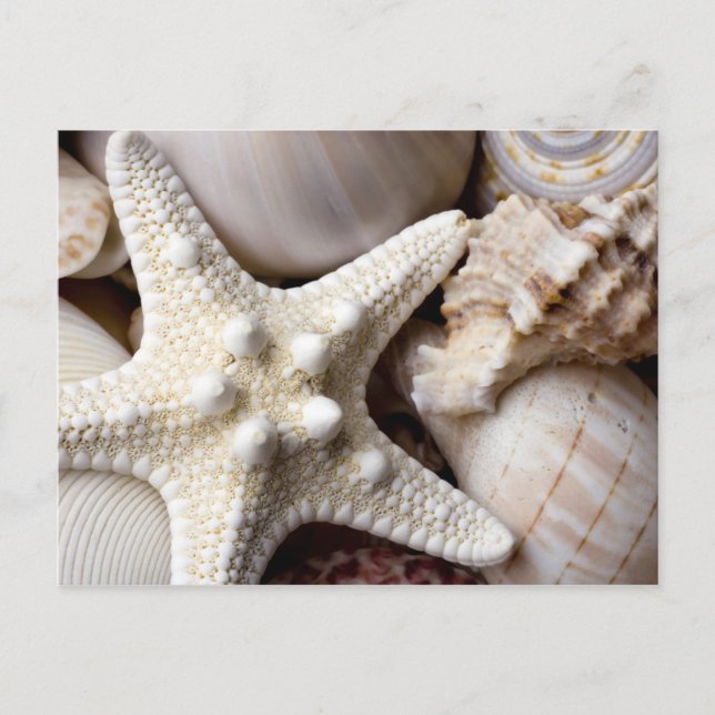 Cartão Postal Fundo de Starfish do Sea Shell - Prateleiras (Frente)