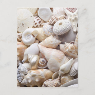 Cartão Postal Fundo do Mar da Flórida - Prateleiras Personaliza