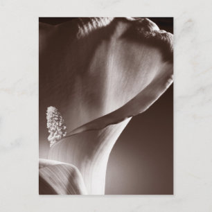 Cartão Postal Fundo Preto de Flor Lily Branco