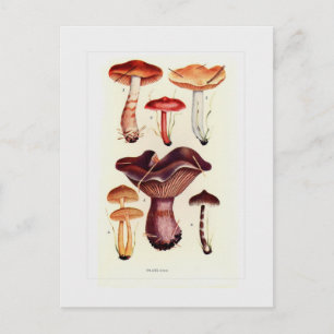 Cartão Postal Fungi