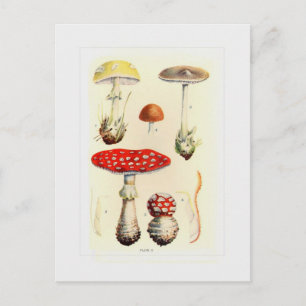 Cartão Postal Fungi