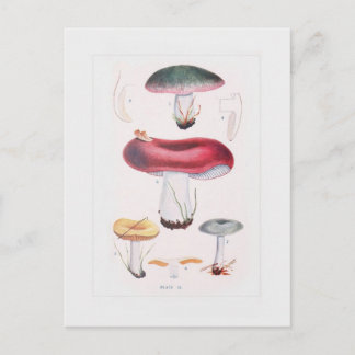 Cartão Postal Fungi