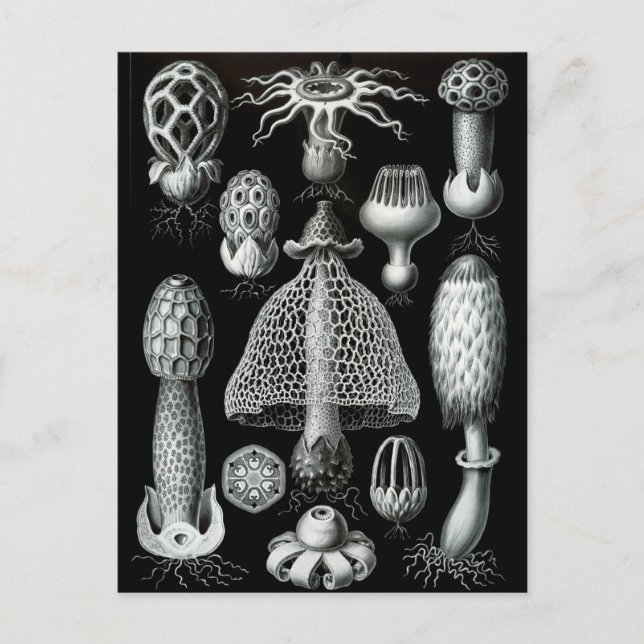 Cartão Postal Fungi (Frente)