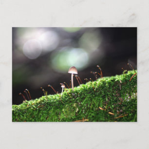 Cartão Postal Fungo do solitário