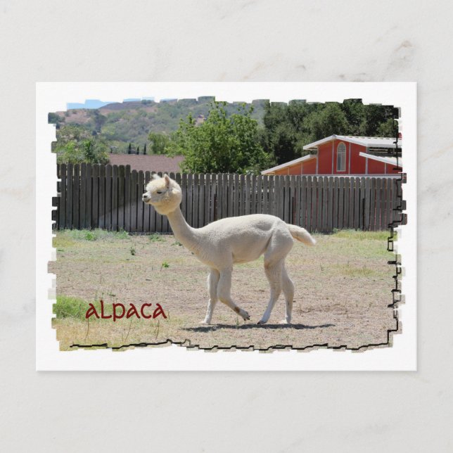 Cartão postal Funny Alpaca (Frente)