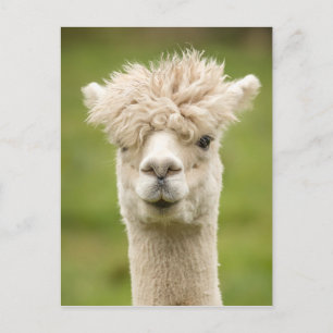 Cartão Postal Funny Alpaca