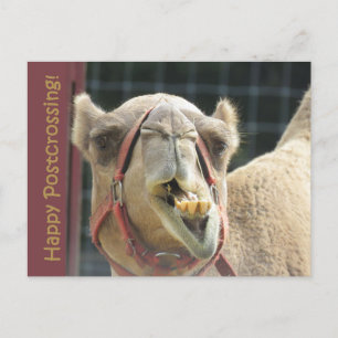 Cartão postal Funny Camel