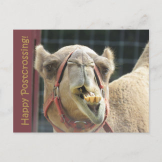 Cartão postal Funny Camel