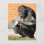 CARTÃO POSTAL FUNNY CHIMPANZEE<br><div class="desc">A thirsty chimpanzee drinking water straight from the bottle.</div>