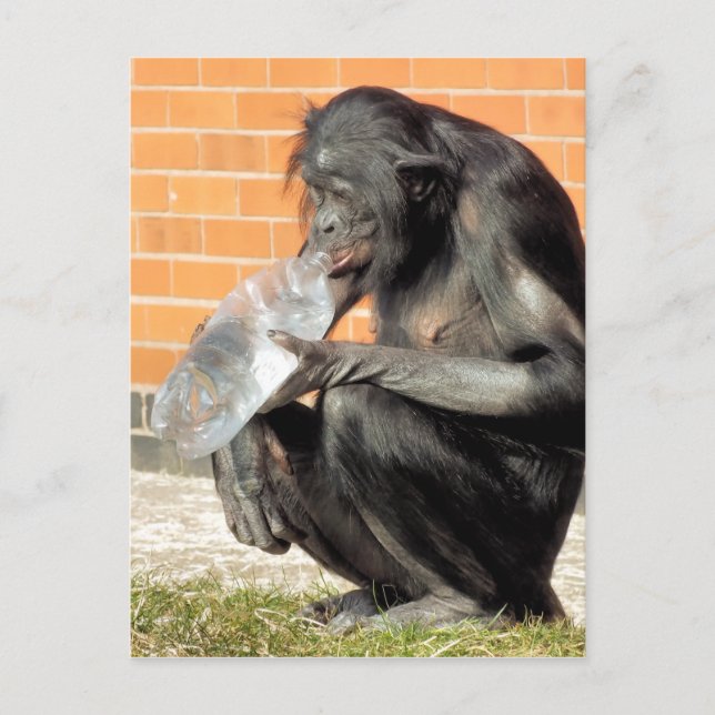 CARTÃO POSTAL FUNNY CHIMPANZEE (Frente)