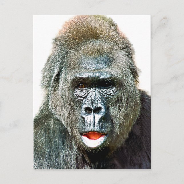 CARTÃO POSTAL FUNNY CUTE GORILLA (Frente)