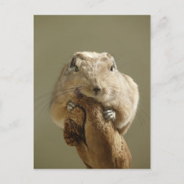 Cartão Postal Funny Gundi