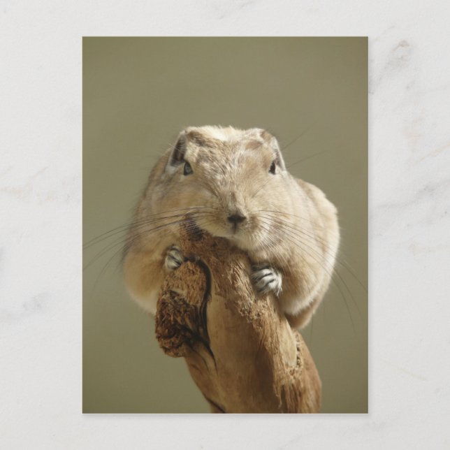 Cartão Postal Funny Gundi (Frente)