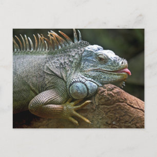 Cartão Postal Funny Iguana