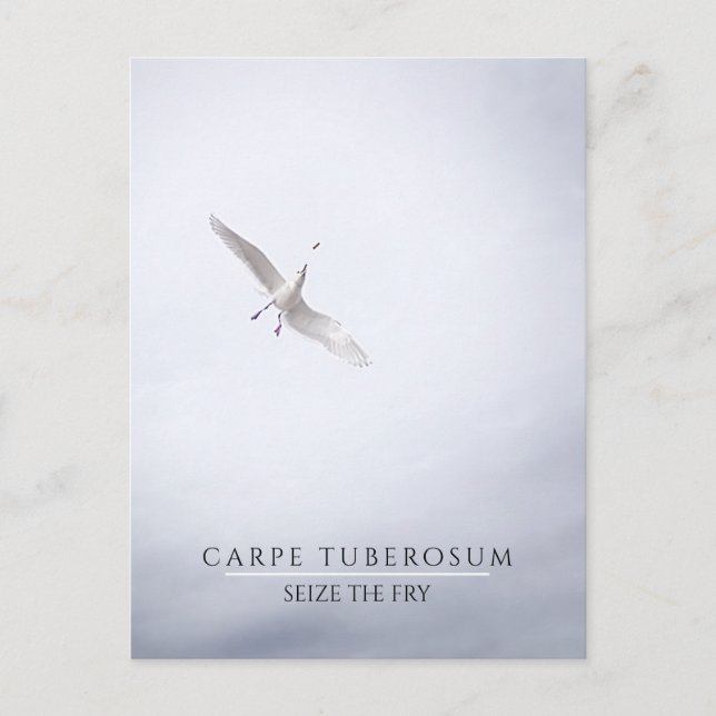 Cartão Postal Funny Motivational Seagull Carpe Diem French Fries (Frente)