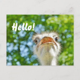 Cartão Postal Funny Ostrich - Olá Cartão-postal