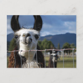 Cartão Postal Funny Smiling Llama in Southern Oregon