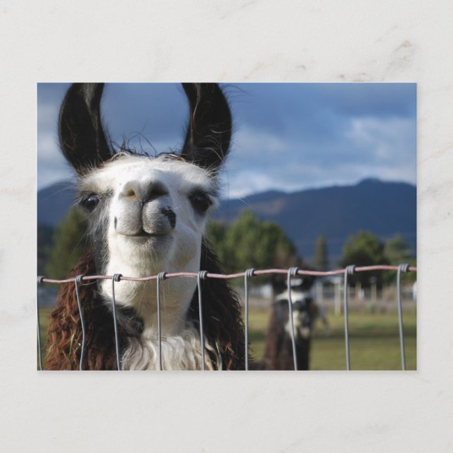 Cartão Postal Funny Smiling Llama in Southern Oregon (Frente)