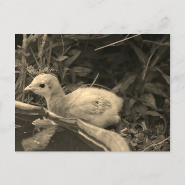 Cartão Postal Furo de Água - (Frente)