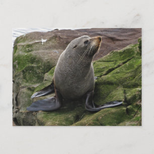 Cartão Postal Furo Selo nas Rochas