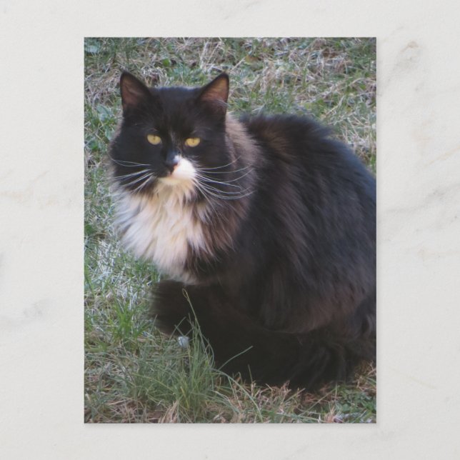 Cartão Postal Furry Tuxedo (Frente)