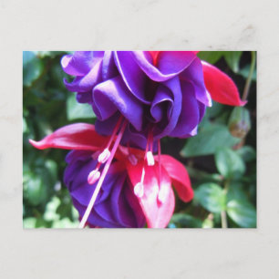 Cartão Postal Fuschia 1