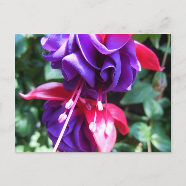 Cartão Postal Fuschia 1 (Frente)