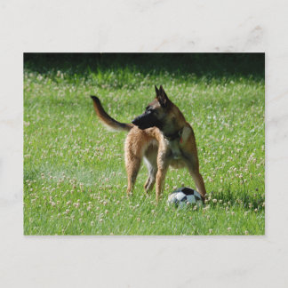 Cartão Postal Futebol Malinois