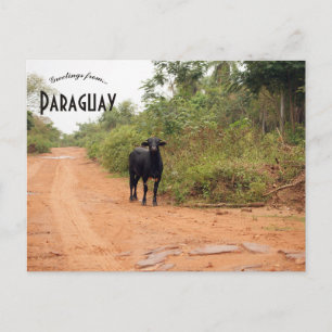 Cartão Postal Gado em uma Estrada no Paraguai