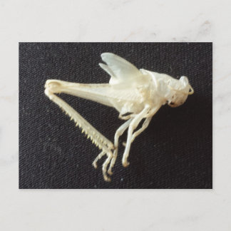 Cartão Postal Gafanhoto 1 - brainfarte educado