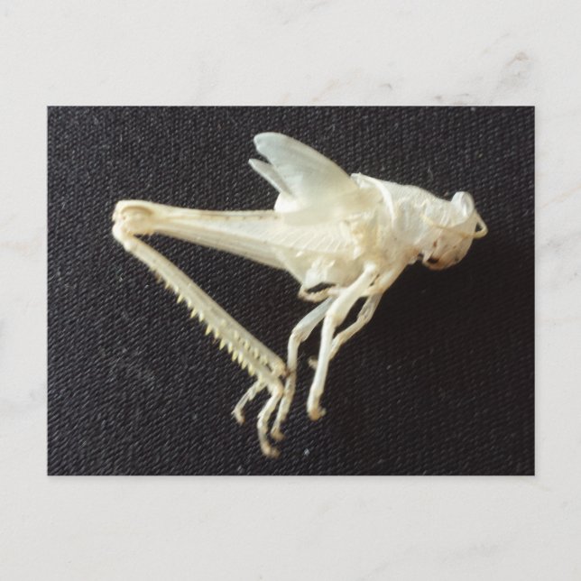 Cartão Postal Gafanhoto 1 - brainfarte educado (Frente)