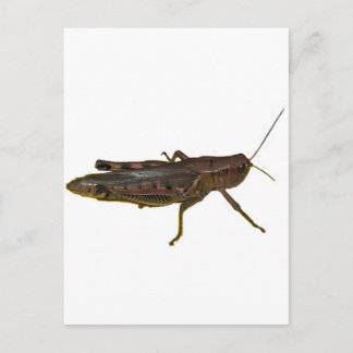 Cartão Postal Gafanhoto gigante