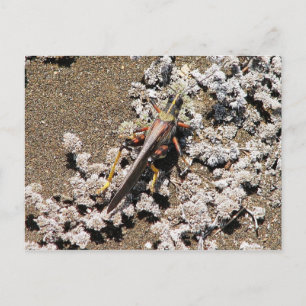 Cartão Postal Gafanhoto, Isla Bartolome, Galápagos